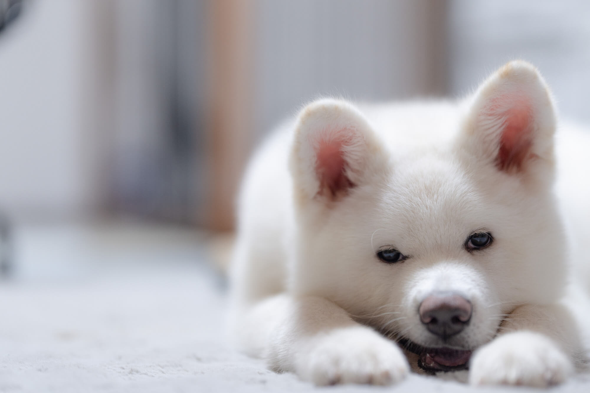 秋田犬の価格相場とお迎え方法